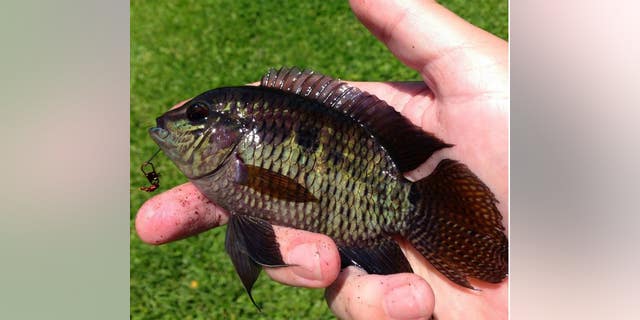 The chanchita is a subtropical species native to southern South America. For 20 years, it has also made its home in Central Florida waters.