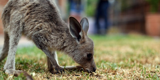 This photo taken on January 9, 2020, shows a rescued kangaroo being cared for by volunteers of wildlife rescue group WIRES, who are working to save and rehabilitate animals from the months-long bushfire disaster, on the outskirts of Sydney. (SAEED KHAN/AFP via Getty Images)