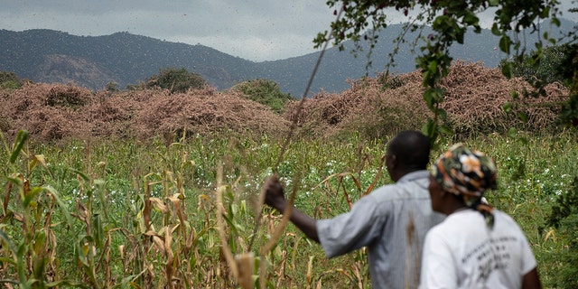 Farmers look across as swarms of pink desert locusts create a thick blanket covering trees on their farmland in Kenya on Friday. (AP Photo/Ben Curtis)