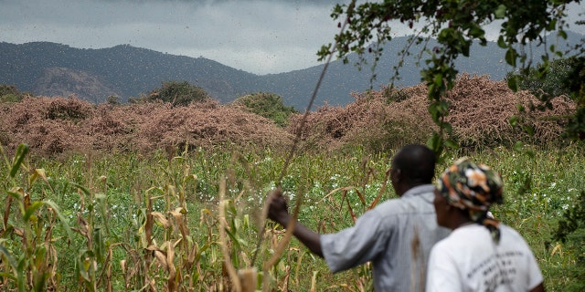 Os agricultores olham para o outro lado enquanto enxames de gafanhotos cor-de-rosa do deserto criam um cobertor grosso que cobre árvores em suas terras no Quênia na sexta-feira.  (Foto AP / Ben Curtis)