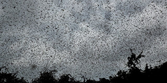 Swarms of desert locusts fly above trees in Katitika village, Kitui county, Kenya, on Friday. (AP Photo/Ben Curtis)