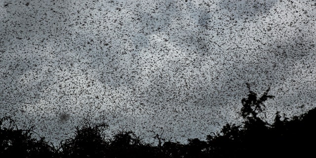 Swarms of desert locusts fly above trees in Katitika village, Kitui county, Kenya, on Friday. (AP Photo/Ben Curtis)