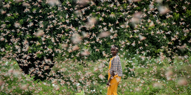 A farmer looks back as she walks through swarms of desert locusts feeding on her crops, in Kenya on Friday. (AP Photo/Ben Curtis)