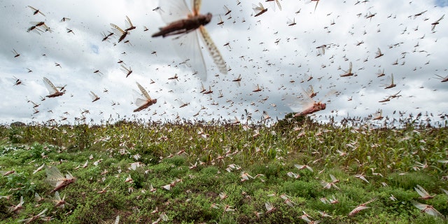 Enxames de gafanhotos do deserto voam no ar a partir de colheitas no Quênia na sexta-feira.  (Foto AP / Ben Curtis)