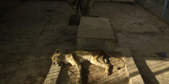 A malnourished lion lies in its cage in Sudan's capital, Khartoum, where conditions have been deteriorating for weeks. (Ashraf Shazly/AFP/Getty Images)