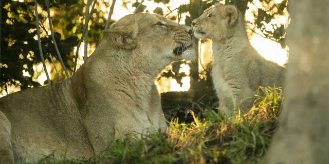 This is the adorable moment an Asiatic lion cub nuzzles its mother Roberta at the Edinburgh Zoo. (Credit: SWNS)