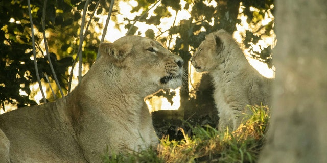 Roberta was snapped touching noses with a five-month-old cub at Edinburgh Zoo. The mum gave birth in August 2019 to five cubs - but only three survived. The three Asiatic lion cubs were named Mitaali, Keshari and Kushanu. (Credit: SWNS)