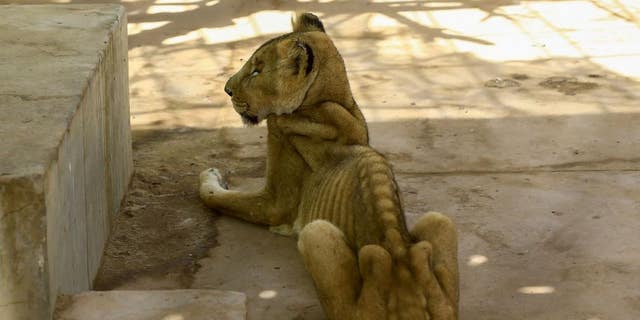 Sudanese citizens and activists have launched a social media campaign to save the lions from starvation after complaints that they were not receiving their daily quota of meat. (Ashraf Shazly/AFP/Getty Images)