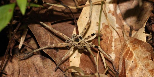 A Malaysian spider, one of the small predators found in the study to be most affected by habitat loss. (Tim Newbold_