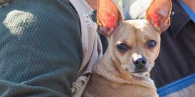 Florida dog owner reunites with Chihuahua missing for days