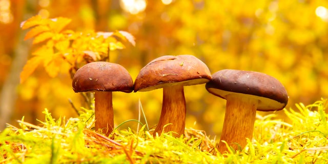 A new paper argues about the potential of living in structures built from fungi.