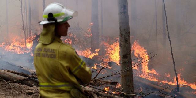 A firefighter keeps an eye on a controlled fire as they work at building a containment line at a wildfire near Bodalla, Australia, Sunday, Jan. 12, 2020.