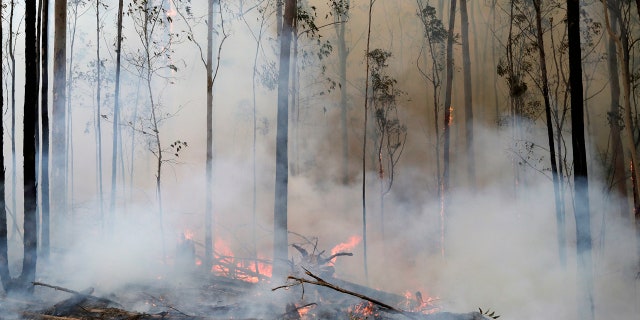 Flames from a controlled fire burn around trees as firefighters work at building a containment line at a wildfire near Bodalla, Australia, Sunday, Jan. 12, 2020.