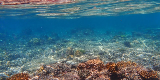 The ocean absorbs most of the excess heat from greenhouse gas emissions, leading to rising ocean temperatures. (Credit: Jiang Zhu)