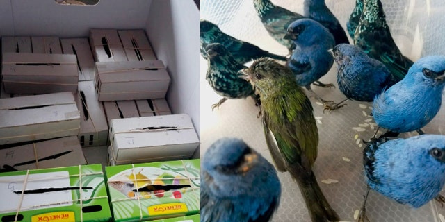 The Peruvian birds were stuffed inside individual cardboard boxes, the National Forest and Wildlife Service (SERFOR) said.