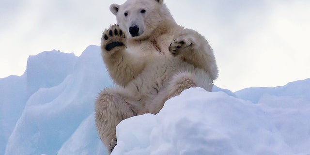 This polar bear gave a tourist a wave in Greenland. (SWNS)