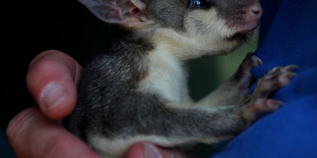 Barb Copus holds a rescued baby brushtail possum at the Kangaroo Island Wildlife Park in the Parndana region on January 08, 2020, on Kangaroo Island, Australia.