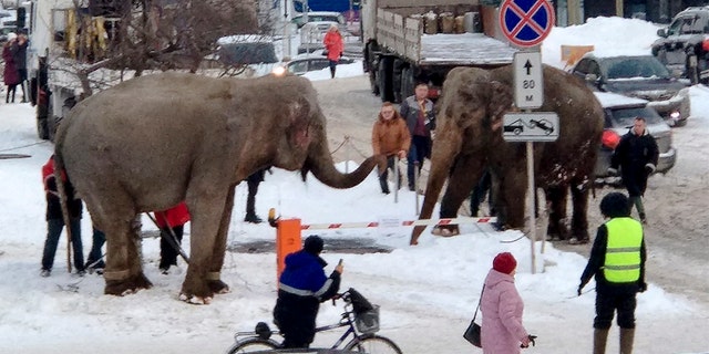 When the circus troupe in Yekaterinburg tried to load the animals into a truck to head to the next destination, they resisted and walked away.