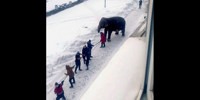 It reportedly took a dozen people to corral the wandering elephant. (AP)