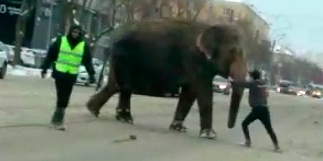 An elephant crosses the street in Yekaterinburg, Russia.