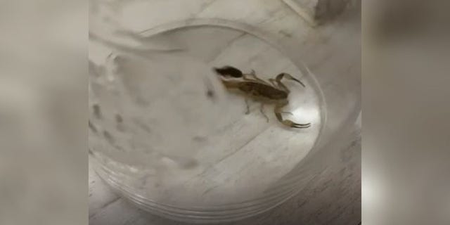 According to SWNS, Isabel Neighbour was cleaning her house about a week after she and her family returned home when she spotted the Chinese Swimming Scorpion in one of her cupboards.