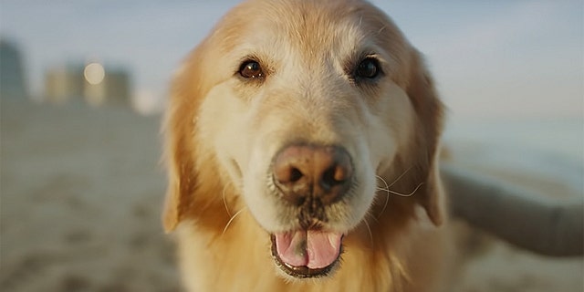 Scout the golden retriever has a new "leash" on life after beating an aggressive form of cancer thanks to the University of Wisconsin School of Veterinary Medicine.