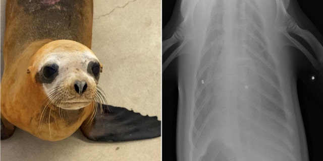A sea lion that was rescued from a beach in California last month that was shot by a pellet gun had to be euthanized, officials said.