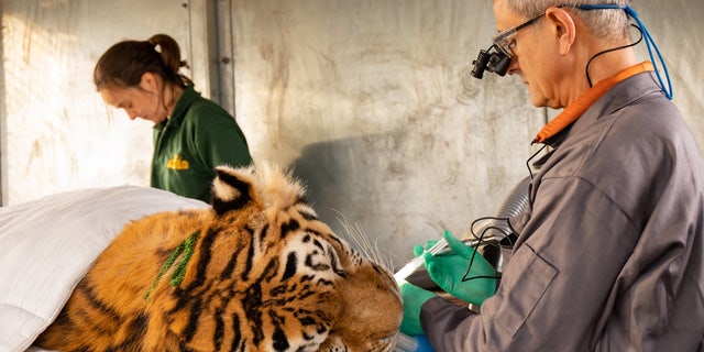 The photo above shows Kuzma, a Siberian tiger, undergoing a long root canal surgery. (SWNS)