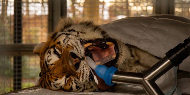 This photo shows a giant Siberian tiger undergoing a root canal surgery.