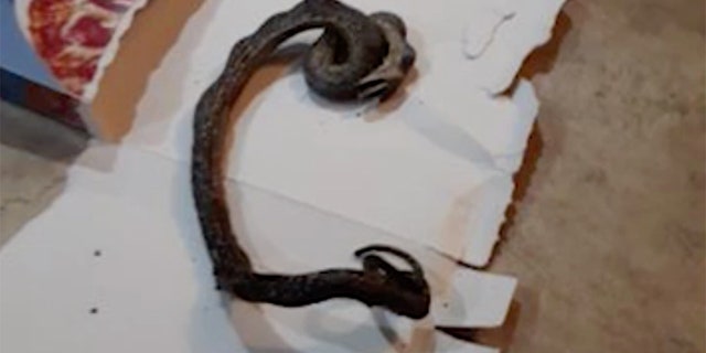 The mother of two said she did not know how the snake got into the oven.