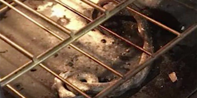 Amber Helm and her husband Robert Helm were cooking a frozen pizza Monday night when, instead, they ended up cooking a snake.