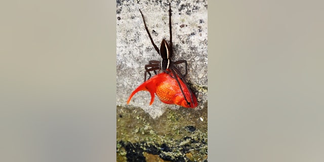 A pet owner was left gobsmacked when he tried to show off his goldfish to his date - only to discover a spider hauling it out of the pond in its teeth. (Credit: Kennedy News)