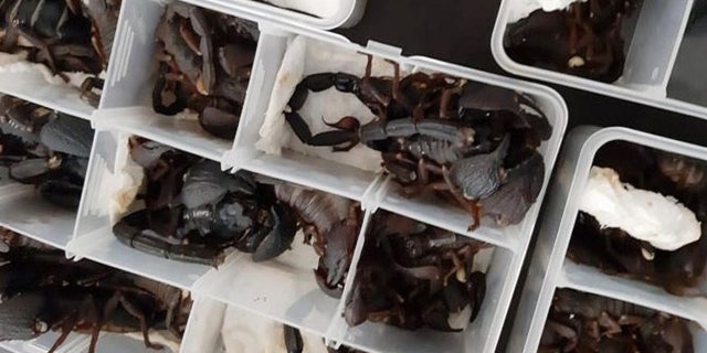 Sri Lankan officials say the scorpions were discovered during a security screening, contained within plastic bins inside the passenger’s carry-on baggage.<br>