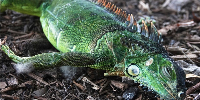 A stunned iguana lies in the grass at Cherry Creek Park in Oakland Park, Fla., Wednesday, Jan. 22, 2020.