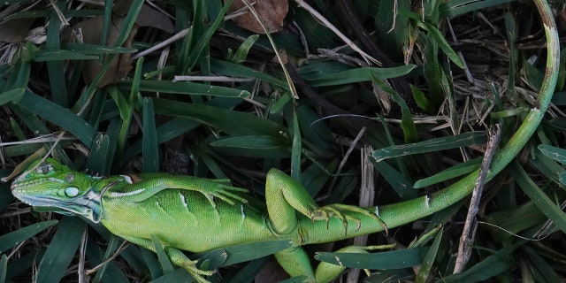 A stunned baby iguana lies in the grass at Cherry Creek Park in Oakland Park, Fla., Wednesday, Jan. 22, 2020.