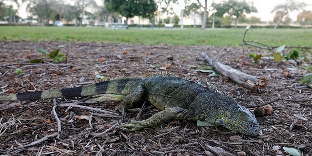 Una iguana aturdida yace en el césped en Cherry Creek Park en Oakland Park, Florida, el miércoles 22 de enero de 2020.