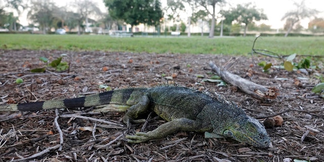 Una iguana aturdida yace en el césped en Cherry Creek Park en Oakland Park, Florida, el miércoles 22 de enero de 2020.