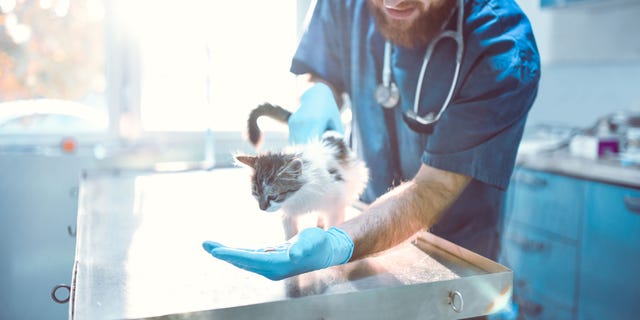 Westlake Legal Group vet-cat Vet accidentally euthanized cat instead of giving it rabies vaccine, woman claims Michael Hollan fox-news/us/us-regions/southwest/texas fox-news/lifestyle/pets fox news fnc/lifestyle fnc article 0ecc5175-7b85-5809-be09-8cec312ed5be