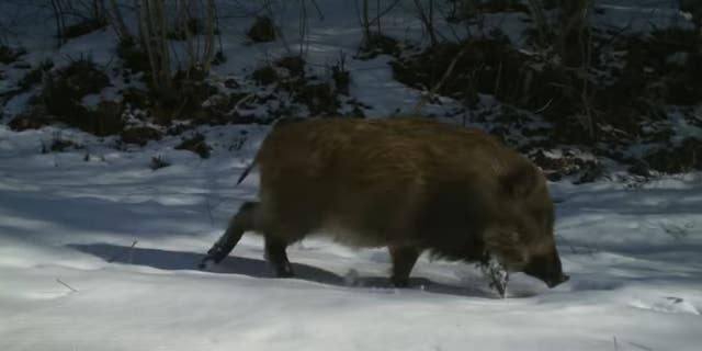 Wildlife has thrived amid the devastation in Fukushima,