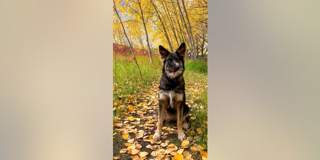 Today, Brodie's owners hope to train him as a therapy dog for people with special needs, while raising awareness for other disabled dogs.