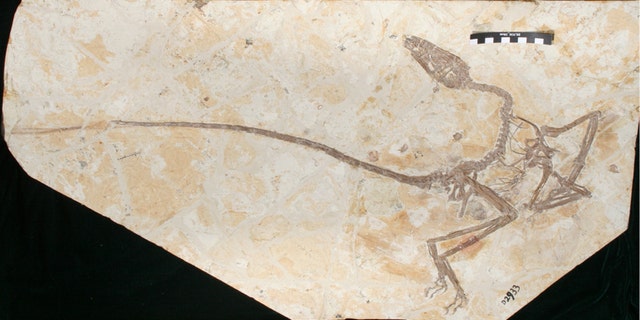 Wulong bohaiensis. The skeleton described in the new paper is remarkably complete. The name means “Dancing Dragon” in Chinese and was named in part to reference its active pose. (Credit: Ashley Poust)