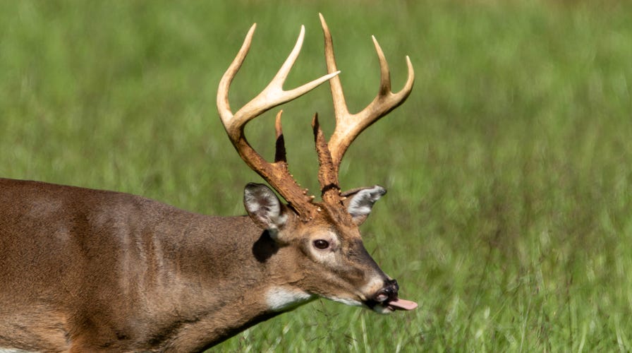 Deer on sale shedding antlers