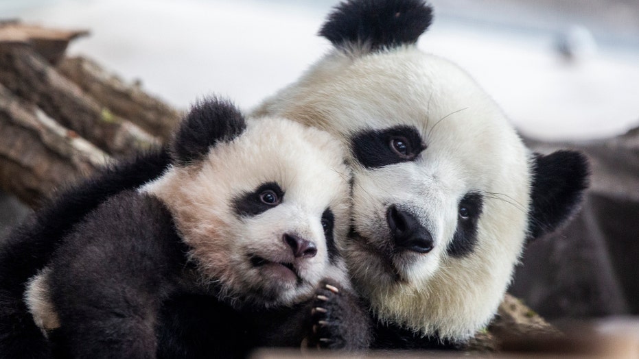 Zoo says coronavirus may force it to feed animals to each other | Fox News