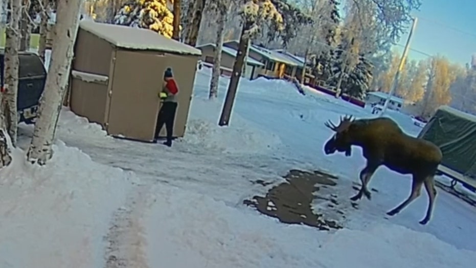 Moose Traps Alaska Man Inside Shed While He Frantically Calls Wife