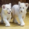 Three rare white lion cubs born in November, one male and two females explore their enclosure at the zoo in Magdeburg, Germany, Jan. 15, 2020. 