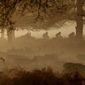 Deer graze in the early morning mist in Richmond Park as cyclists ride past in London, Dec. 30, 2019. 