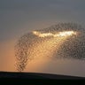 A murmuration of starlings before landing to roost near the southern Israeli city of Rahat, in the Negev desert, Jan. 8, 2020.