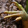 An iguana shows his claw at the reptiles sanctuary and zoo in Rheinberg, Germany, Jan. 15, 2020. 