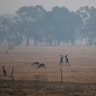 Kangaroos graze in a field as smoke shrouds the Australian capital of Canberra, Australia, Jan. 1, 2020. 