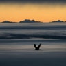 A bird flies above Poleymieux au Mont d'Or, near Lyon, as the Alps mountains are seen behind the foggy plains around Lyon, France, Jan. 8, 2020. 